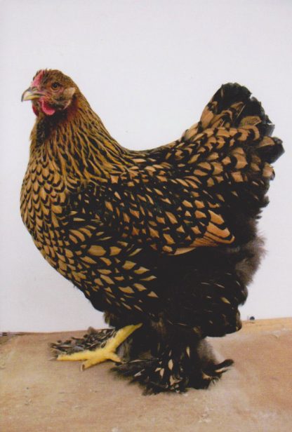 Golden Laced Cochin Chicken Hen