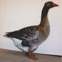 Toulouse Goose