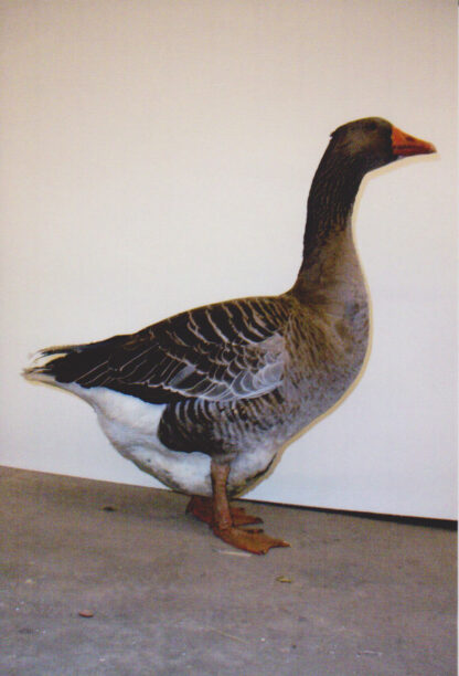 Toulouse Goose