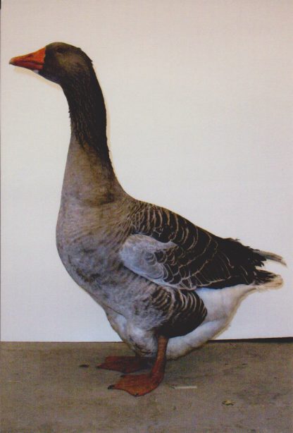 Toulouse Goose