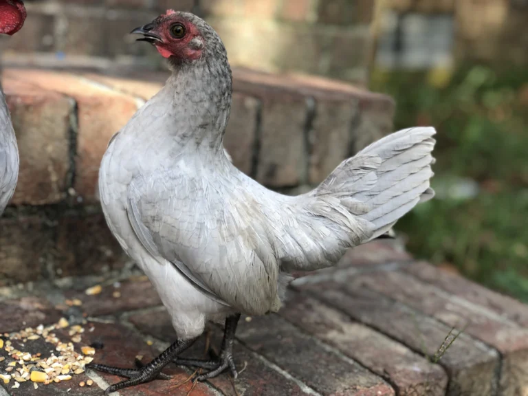 Self Blue Old English Bantam Chicks | Lavender Show Bantams