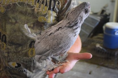 Self Blue D'uccle Bantam Baby Chickens