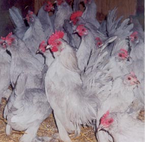 Cackle Hatchery®®'s Flock of Self Blue D'uccle Bantam Chickens