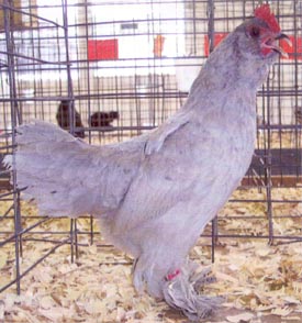 Self Blue D'uccle Bantam Chicken Hen