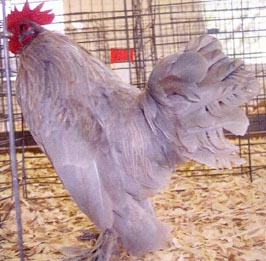 Self Blue D'uccle Chicken Rooster