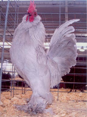 Self Blue D'uccle Chicken Rooster