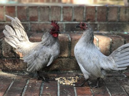 self blue OE bantams Whittany Anderson