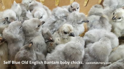 Self Blue Old English Game Bantam Chicks