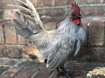 self blue OE bantams Whittany Anderson