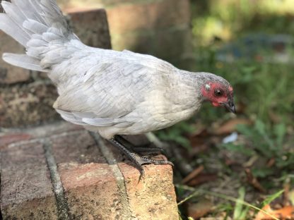 self blue OE bantams Whittany Anderson