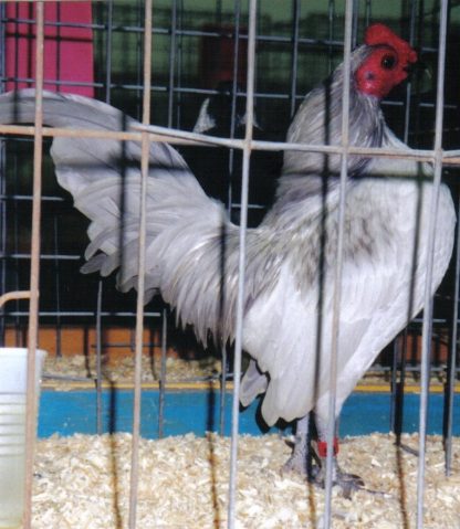 Self Blue Old English Game Bantam Chicken Rooster