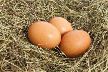 White Plymouth Rock chicken eggs