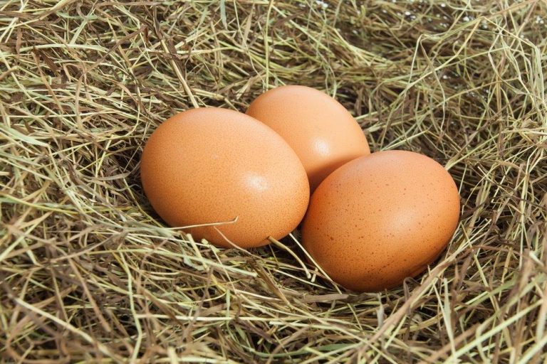 White Plymouth Rock chicken eggs