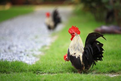 Gray Japanese Bantam