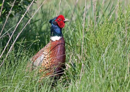 Ringneck Pheasant -4323