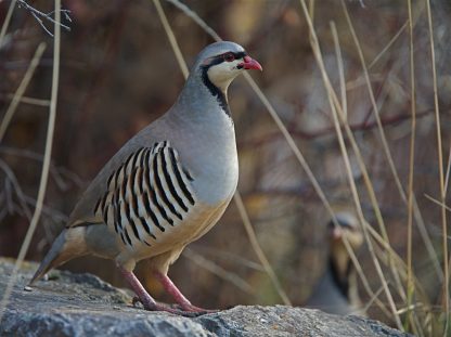 Chukar Partridge-4331