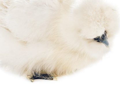 White Silkie Bantam