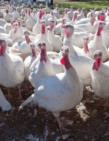 White Broad Breasted Turkeys