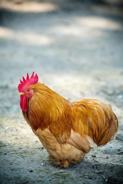 Buff Cochin Bantam