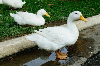 White Pekin Duck-3893