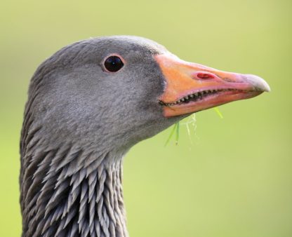 Toulouse Geese