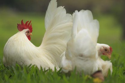 White Japanese Bantam Chicken