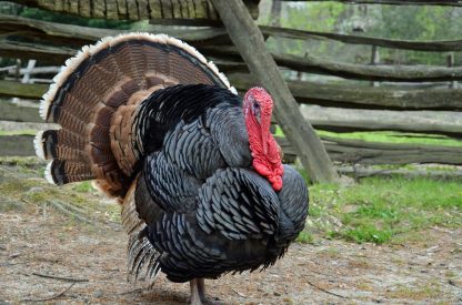 Broad Breasted Bronze Turkey-3797