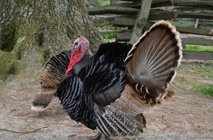 Broad Breasted Bronze Turkey-3795