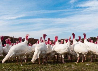 White Broad Breasted Turkeys