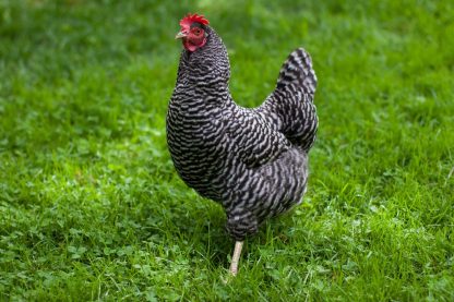 Barred Standard Plymouth Rock Chicken