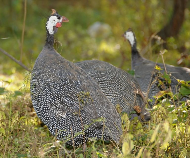 Pearl Grey Guinea