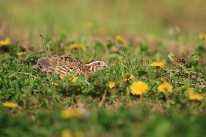 Pharaoh Coturnix Quail-4314