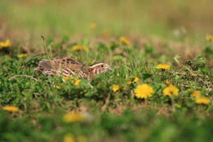 Pharaoh Coturnix Quail-4314