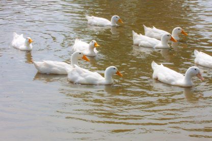 White Pekin Duck-3898