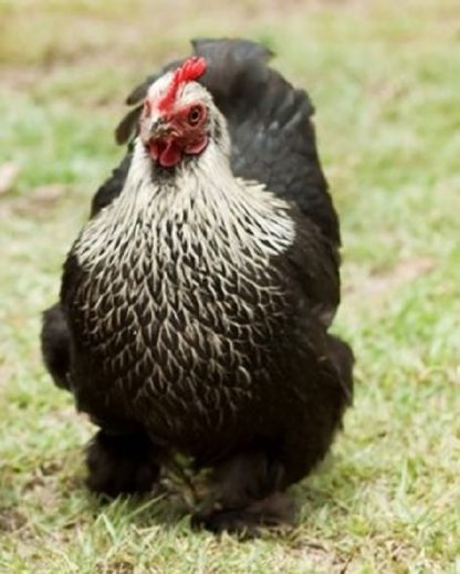 Birchen Cochin Bantam