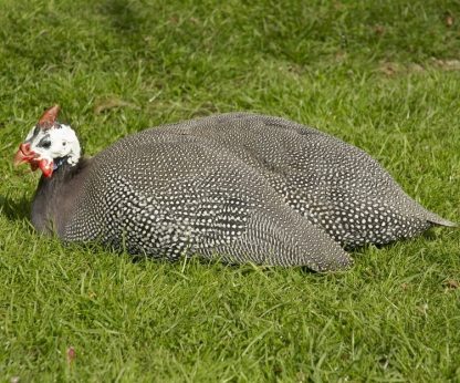 Pearl Grey Guinea