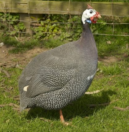 Pearl Grey Guinea