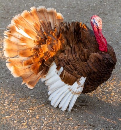 Turkey - Heritage Turkey Poults Cackle Hatchery®