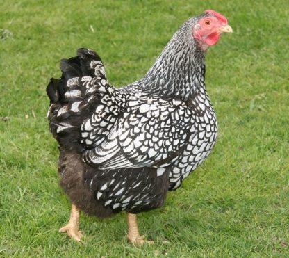 Black Laced Silver Wyandotte Chicken