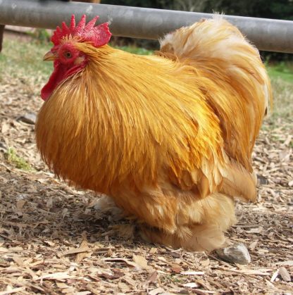 Buff Cochin Bantam