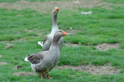 Toulouse Geese