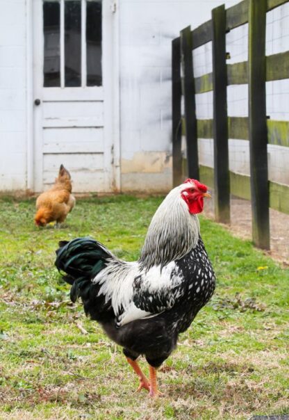 Black Laced Silver Wyandotte Chicken