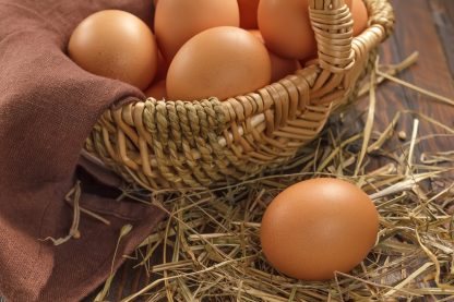 Black Jersey Gisnt Chicken Eggs