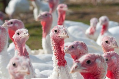 White Broad Breasted Turkeys