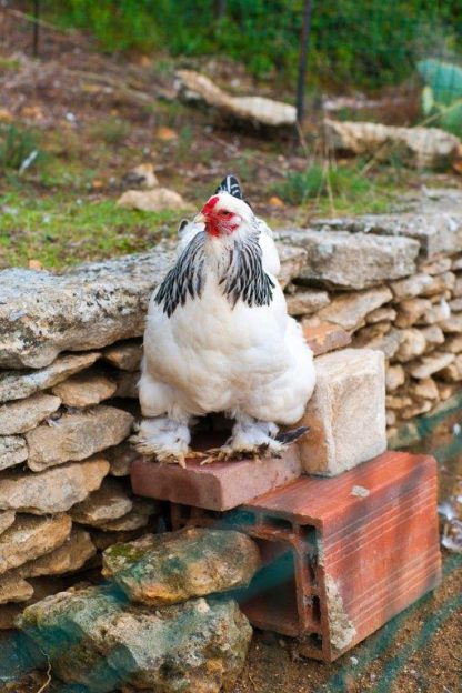 Light Brahma Chicken