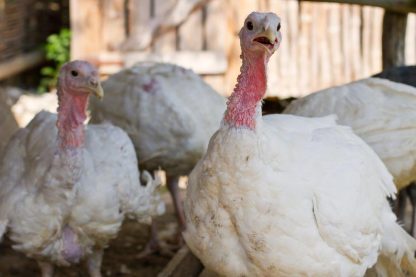 White Broad Breasted Turkeys