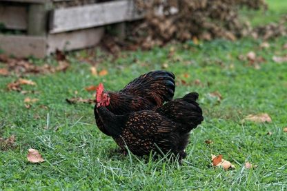 Golden Laced Cochin Bantams