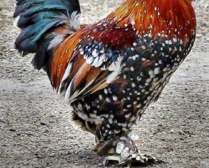 Mille Fleur D'uccle Bantam