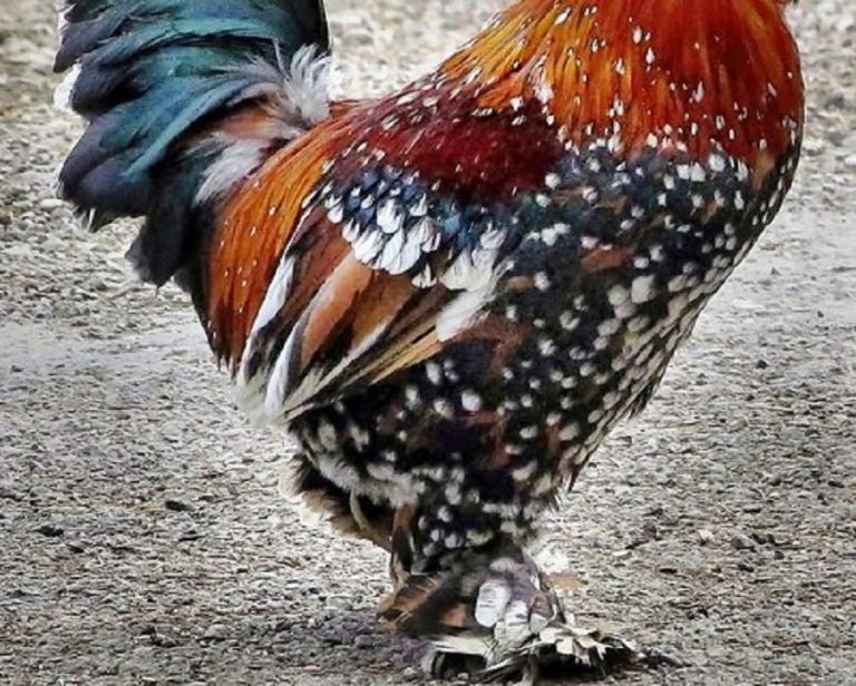 Mille Fleur D'uccle Bantam