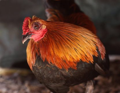 Brown Red Old English Game Bantam Chicken